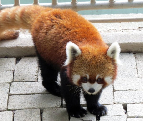 Червената панда Я Я оглежда новата си клетка в зоологическата градина в Тайпе. Снимка: БТА
