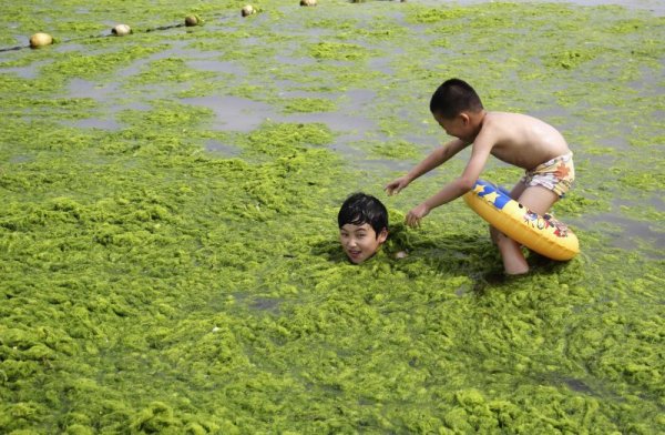 Деца плуват в морска вода, пълна с водорасли, на плаж в китайската провинция Шандун. Снимка: Reuters