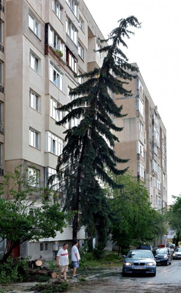 Снимка: Булфото