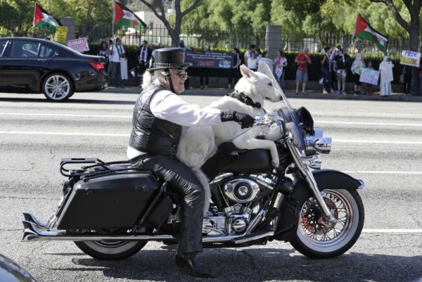 Джеремая Гербрахт вози на своя Harley Davidson кучето си на булевард Уилшир в Лос Анджелис. Гербрахт, който е пенсиониран треньор на кучета, спечели дело през 1996 година, което му позволи да вози домашния любимец на мотора си. Снимка: Reuters