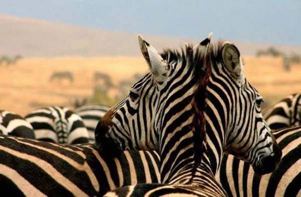 Редуването на черно и бяло нарушават нашите способности за възприятие и затова можем да "видим" двуглави зебри. Снимка: actualno blogspot