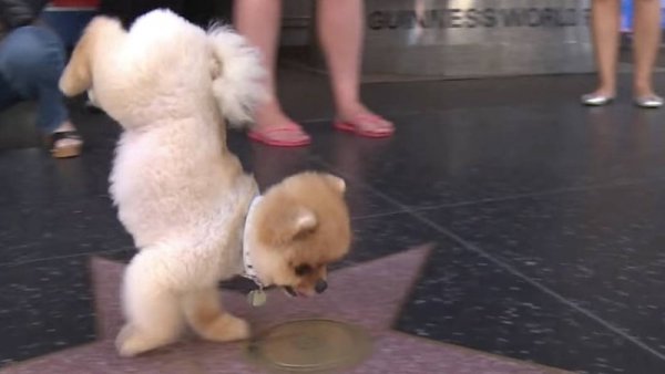 Най-бързото кученце, ходещо на два крака. Снимка: Guiness