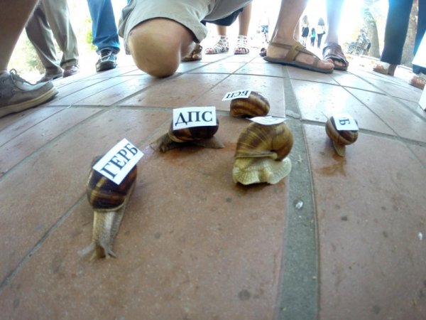 Варненският зевзек Росен Марков организира социологическа агенция &ldquo;ОхлюФ&rdquo;, като чрез състезание с охлюви се опита да предскаже кой ще спечели на предстоящите парламентарни избори. Снимка: Impact Press Group
&nbsp;