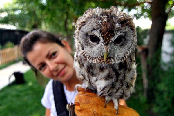 Ветеринарни специалисти лекуват защитени видове птици и животни в Спасителния център към &quot;Зелени Балкани&quot; в Стара Загора. Много често съвестни граждани донасят птиците в центъра, след като са били намерени с рани от прострелване или други травми. Снимка: Impact Press Group
&nbsp;