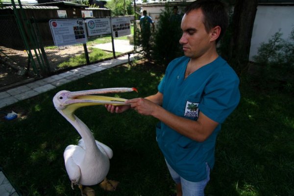 След като бъдат излекувани от специалистите в Спасителния център, голяма част от животните ще бъдат пуснати отново на свобода в природата. Мнозина обаче остават тук завинаги. Снимка: Impact Press Group