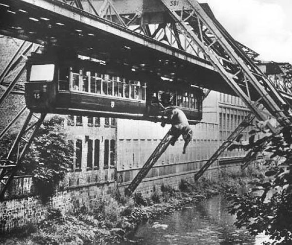 21 юли, 1951 г. Замислено като рекламен трик от цирк "Althoff", бебе слон е трябвало да пътува с влак до гара Алтер Маркт. По време на пътуването обаче слончето избутало няколко души и скочило в река. Животното, двама журналисти и един пътник са били леко ранени, а директорът на цирка отнесъл глоба. Снимка: blackandwtf
&nbsp;