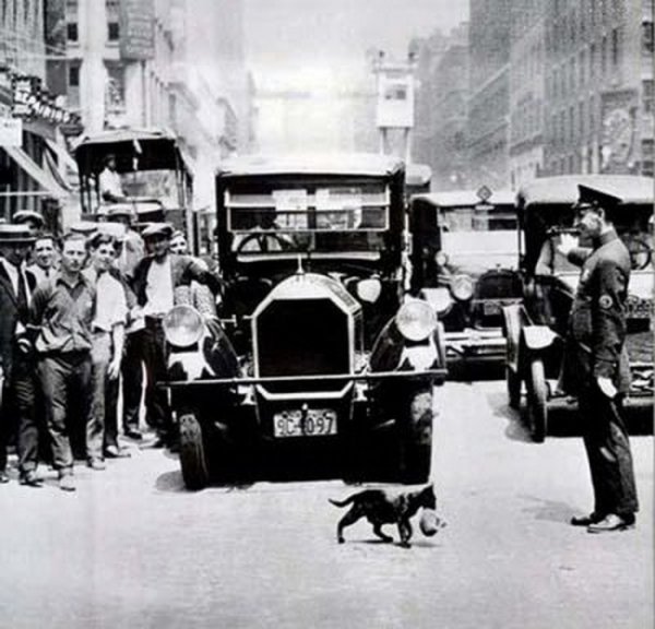 Ню Йорк, 1925 година. Движението е спряно, за да премине котка. Снимка: retronaut.com