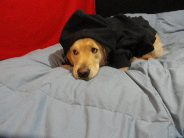 Снимка: Facebook/ Golden Retriever Bailey Nebbia