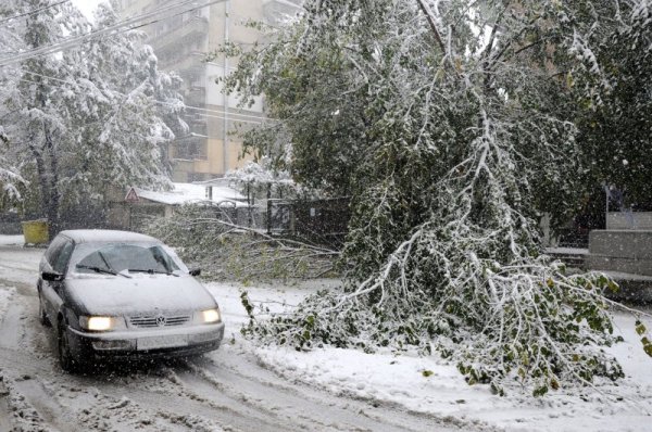 Паднало дърво затвори улица в центъра на Ловеч по обяд. Силният снеговалеж и бурният вятър предизвикаха поредица от инциденти в града. Близо час движението бе затворено заради невъзможността да се преминава. Снимка: БТА