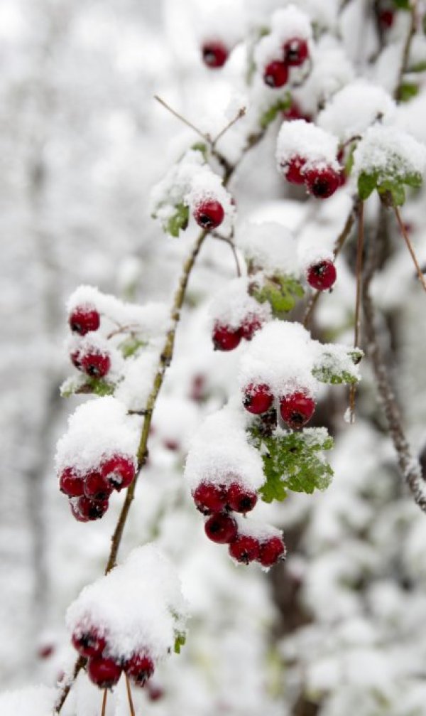 Първи сняг заваля и в Троян. Снимка: БТА