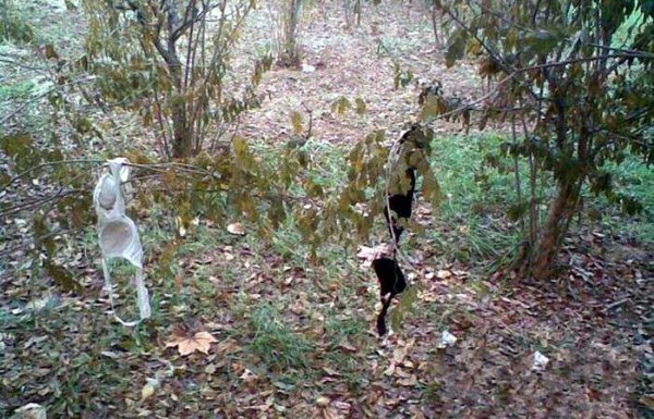 Около блоковете има много примери за бурния живот. Снимка: kaifolog