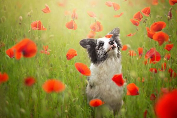 Снимка: Facebook/ Alicja Zmys&#322;owska Photography