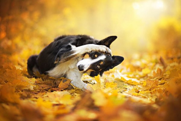 Снимка: Facebook/ Alicja Zmys&#322;owska Photography