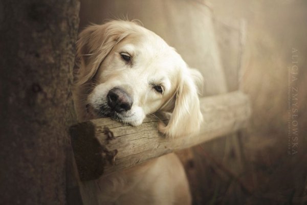 Снимка: Facebook/ Alicja Zmys&#322;owska Photography