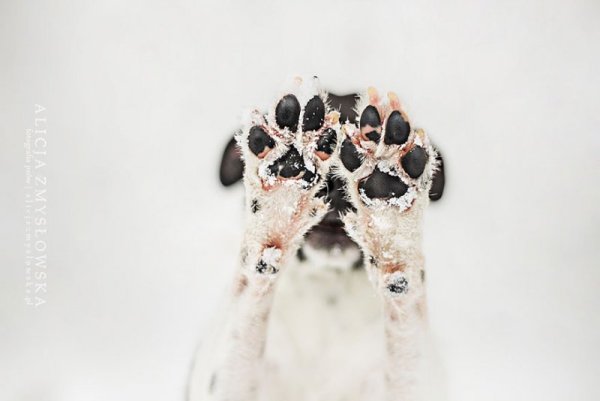 Снимка: Facebook/ Alicja Zmys&#322;owska Photography