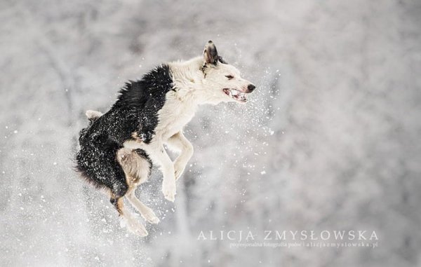 Снимка: Facebook/ Alicja Zmys&#322;owska Photography