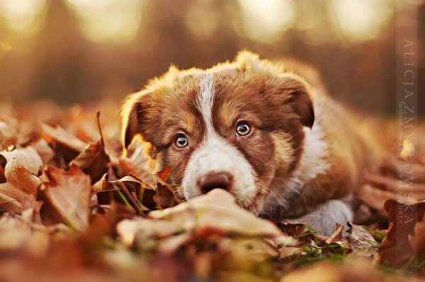 Снимка: Facebook/ Alicja Zmys&#322;owska Photography