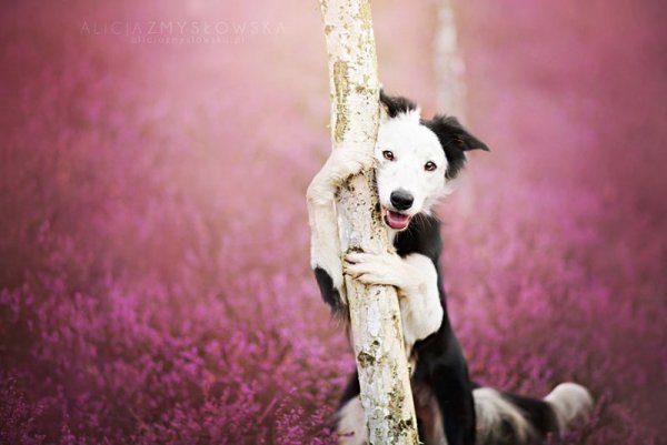 Снимка: Facebook/ Alicja Zmys&#322;owska Photography