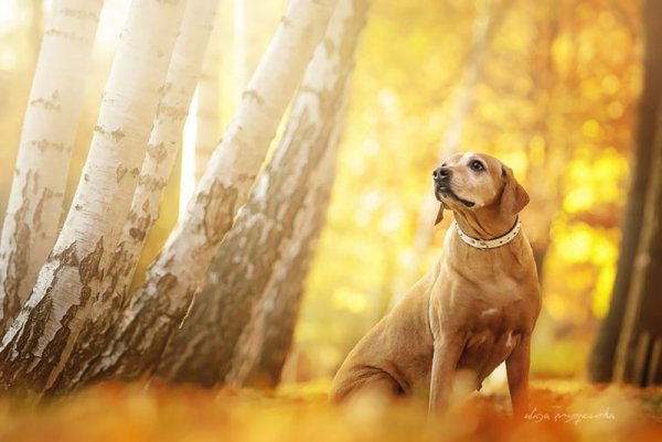 Снимка: Facebook/ Alicja Zmys&#322;owska Photography