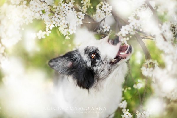 Снимка: Facebook/ Alicja Zmys&#322;owska Photography