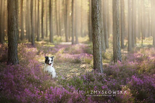 Снимка: Facebook/ Alicja Zmys&#322;owska Photography