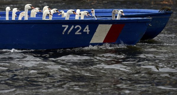 Германец транспортира с лодка лебеди край германския град Хамбург. Всяка година красивите птици се местят от водите на река Алстер в техните зимни обиталища, където за тях се полагат специални грижи. Снимка: Reuters