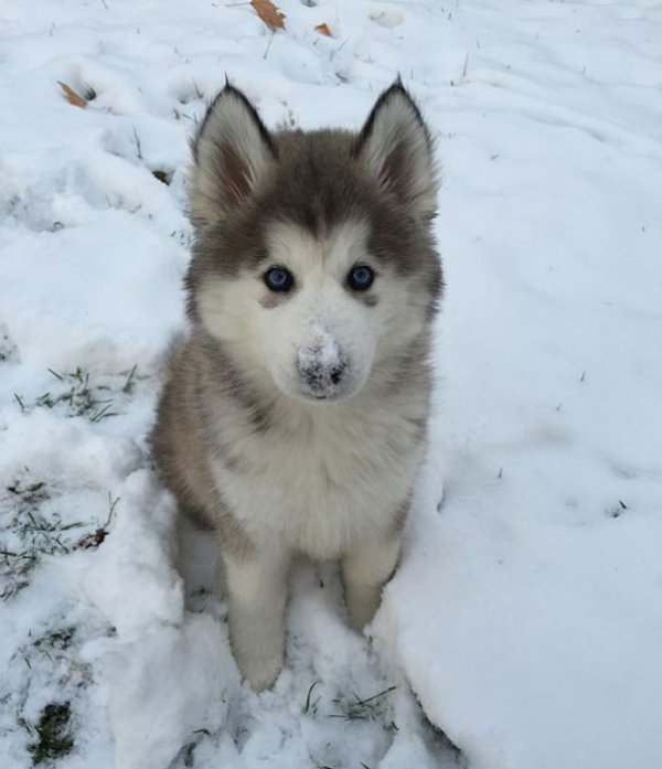 Снимка: Imgur
