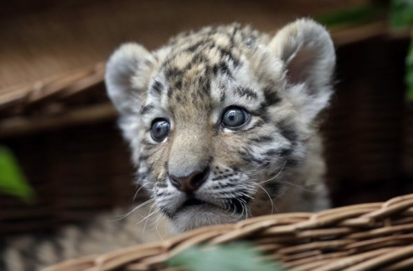 Малкото амурско тигърче Алиша бе показано на посетителите на зоологическата градина в Берлин. Три тигърчета се родиха през декември в зоопарка, но за съжаление другите две  починаха от недохранване. Снимка: БТА