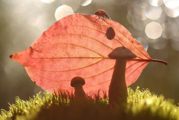 Снимка: Вадим Трунов