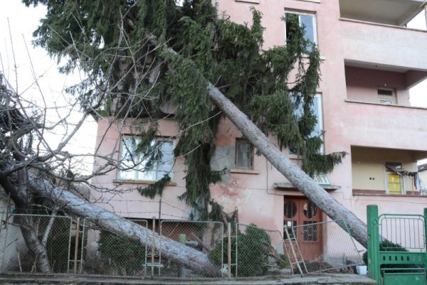 Снимка: Булфото