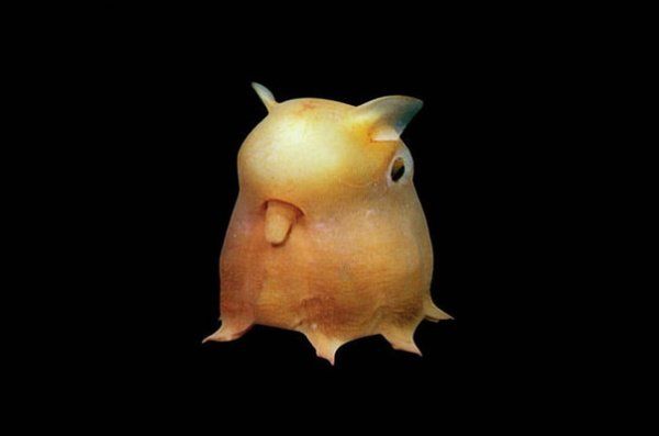 Grimpoteuthis е вид октопод, който обитава дълбоките морски води. Снимка: AdMe.ru