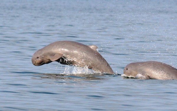 Иравадийски делфин. Снимка: AdMe.ru