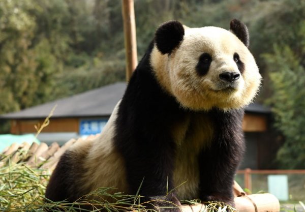 Пандата Силия се наслаждава на слънчевите лъчи в природен парк в китайската провинция Юнан. Снимка: БТА
&nbsp;