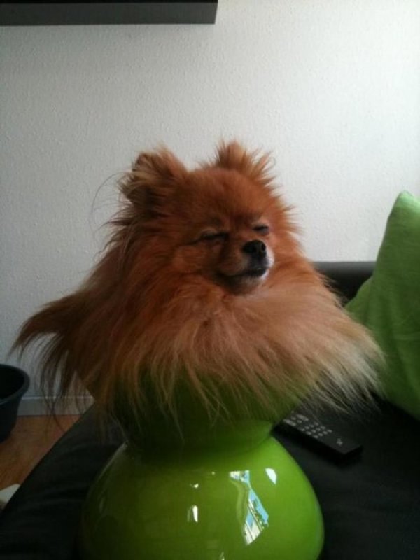 Снимка: ushilapychvost.ru