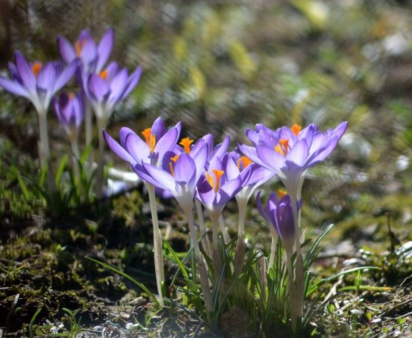 След чувствителното затопляне на времето в Лудогорието разцъфнаха предвестниците на пролетта &ndash; минзухарите. Снимка: БТА