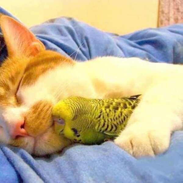 Снимка: birdkeepersassociation.org.uk
