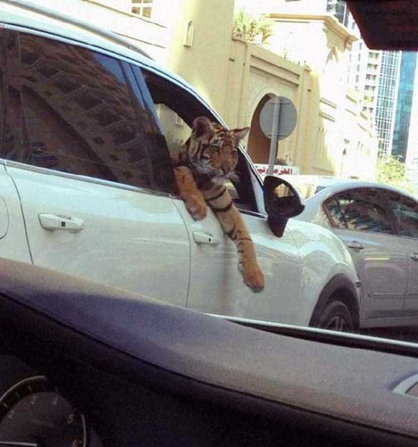 Снимка: klyker.com