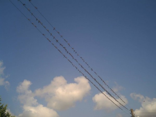 Лястовичките се готвят за път. Снимка: Стефанка Пенова, Facebook