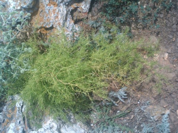 Див аспарагус. Снимка: Стефанка Пенова, Facebook