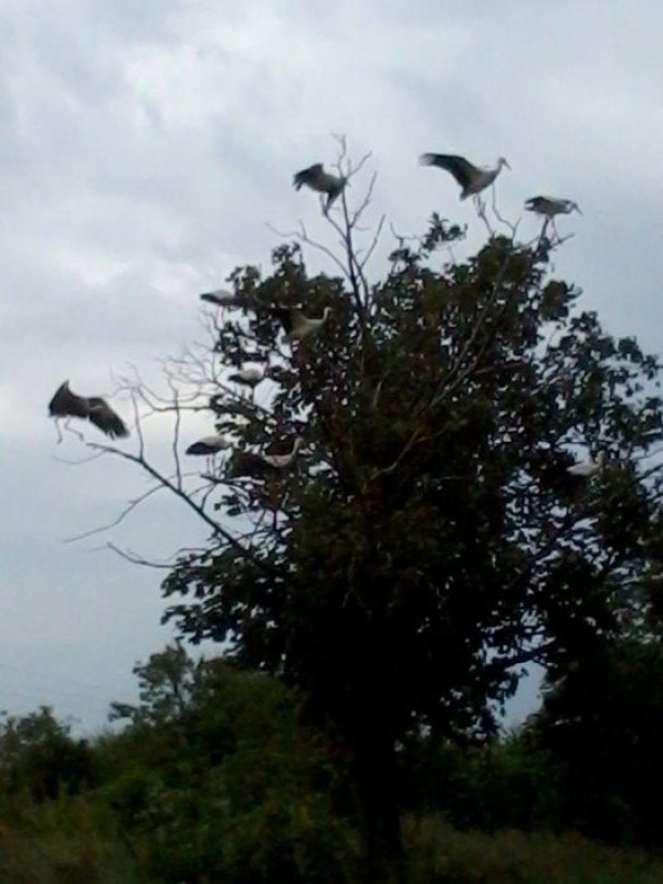 Щъркели. И те се готвят за отлитане. Снимка: Анисия Иванова, Facebook