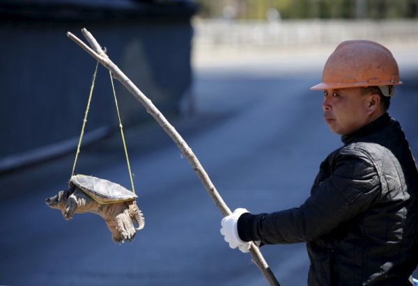 Строител продава костенурка на улица в Пекин. Снимка: Reuters
