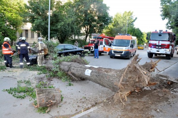 Топола падна върху движещ се автомобил на видинската улица &quot;Христо Ботев&quot; в сряда вечер. Огромната топола смачка предната част на автомобил &quot;Ауди&quot;, препречи по ширина улицата и затвори движението за около час и половина. За щастие шофьорът и 10-годишният му син са без наранявания. Снимка: БТА