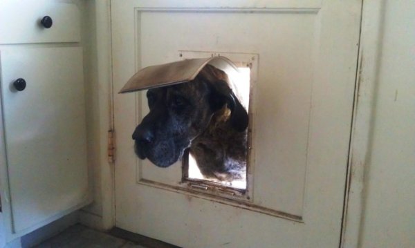 Снимка: ofigenno Ами, прибрах се, не е смешно, отворете!