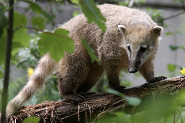 Животните в столичния зоопарк останаха неприятно изненадани от студения летен ден. Снимка: БТА