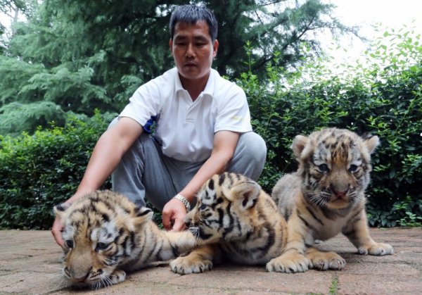 Ветеринар си играе с малки сибирски тигърчета в зоологическа градина в китайската провинция Шандун. Снимка: БТА
