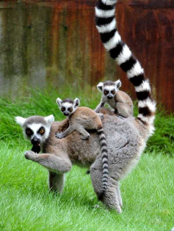 Малки лемурчета са се качили на гърба на майка си в зоологическа градина в китайската провинция Дзянсу. Снимка: БТА