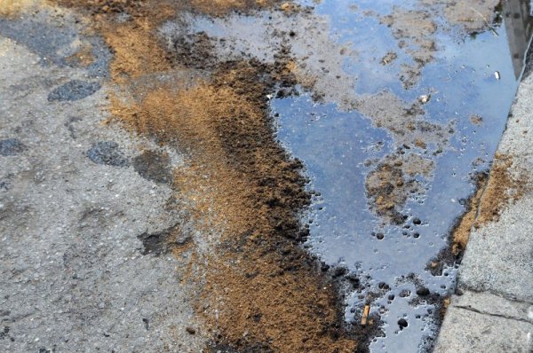 Снимка: БулФото