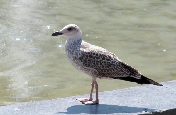 Самотен гларус се появи в Пловдив. Снимка: БТА