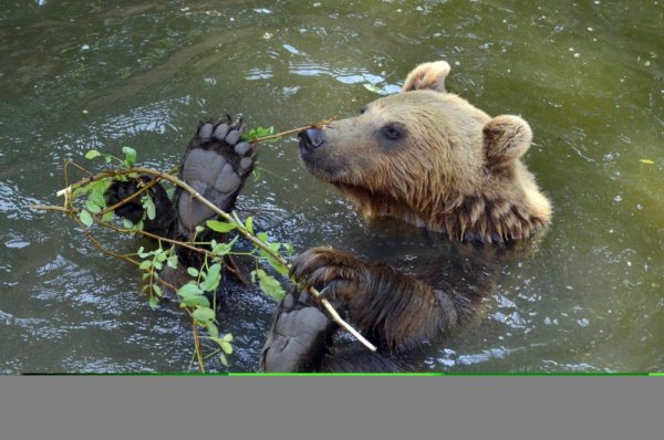 Мечките в Центъра за защита на природата и животните в Добрич също трудно понасят жегите. Снимка: БТА