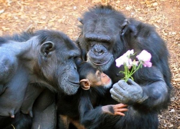 Снимка: ofigenno.cc